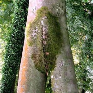 Mayen und Umgebung Treffen